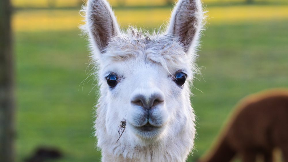 Alpaca Trekking Alpaca Trekking